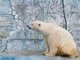 У екатеринбургских медведей появилось новое лакомство. Фото: пресс-служба Екатеринбургского зоопарка