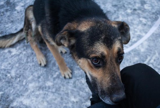 Мэрия Екатеринбурга поручила отлов 4,6 тыс собак ЕМУП «Спецавтобаза». Фото: Александр Исаков