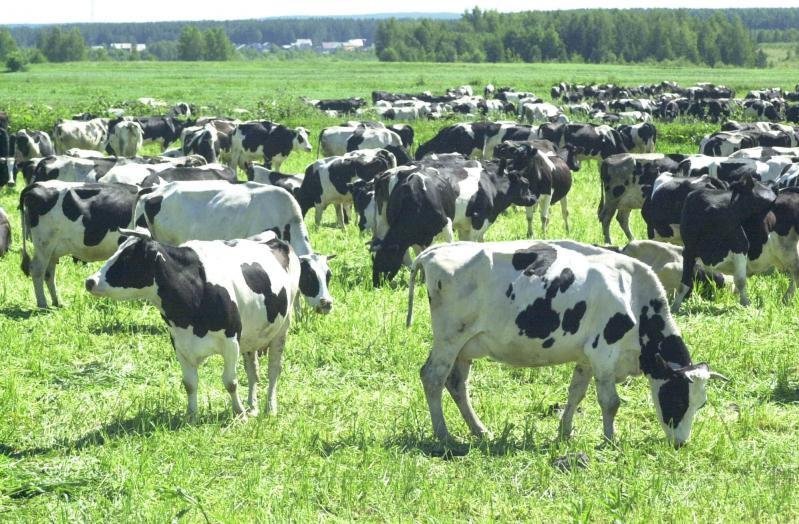 Коровы на полях Свердловской области