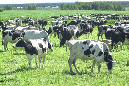 Средний удой по Свердловской области составил 6850 кг молока от одной коровы за год. Фото: Алексей Кунилов
