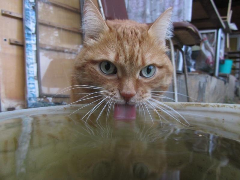 Кот пьёт воду