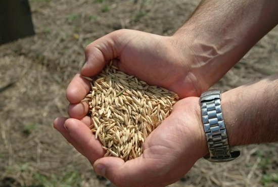 В 2018 году перед свердловскими сельхозпредприятиями поставлена задача собрать не менее 640 тыс. тонн зерна. Фото: Алексей Кунилов
