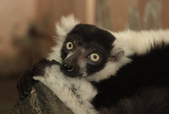 Чёрно-белый лемур вари родился в 2011 году и воспитывался сотрудниками зоопарка. Сейчас он живет в отделе прирученных животных. Фото: пресс-служба екатенбургского зоопарка