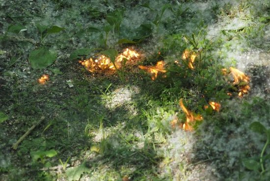Два низовых лесных пожара были обнаружены спасателями в 17 километрах от деревни Лобанова. Фото: Александр Зайцев
