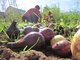 Рекорды урожая уральских садоводов буду опубликованы в "Областной газете". Фото: Алексей Кунилов