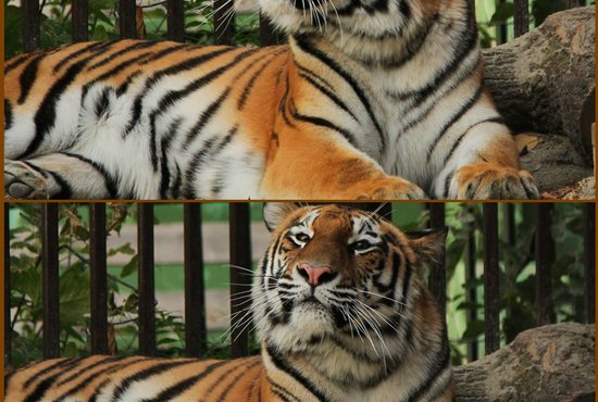 Екатеринбуржцы могут увидеть краснокнижного амурского тигра. Фото: пресс-служба зоопарка