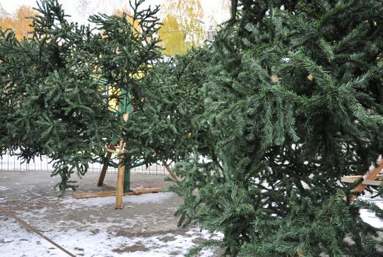 Экологи советуют россиянам выбирать для украшения живые деревья, а не искусственные.  фото: Александр Зайцев