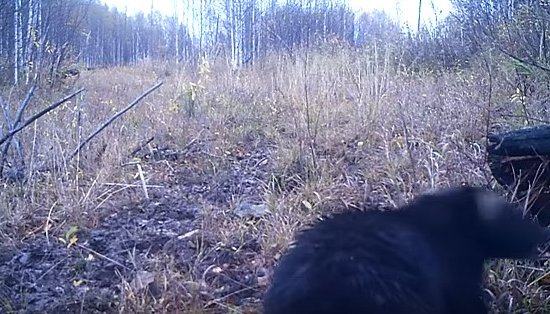 На запись камер попал редкий зверь – росомаха. Фото: скриншот видеозаписи с камер