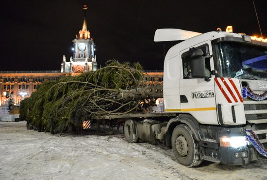 На Среднем Урале стартовала утилизация новогодних ёлок. Фото: Яков Танин