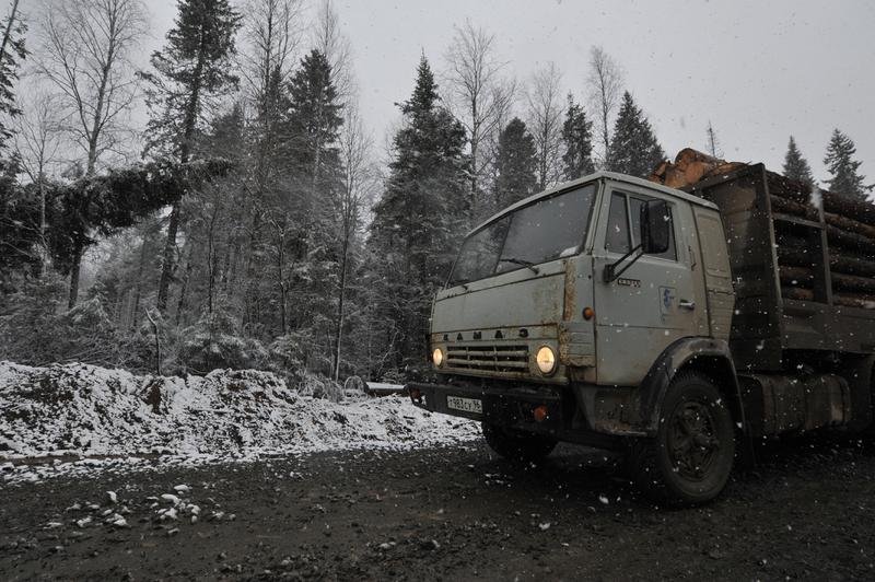 В Свердловской области перед новым годом незаконно срубили 172 ели.