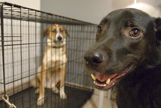 Кинолог предлагает решать проблему кусачих собак с помощью организации обязательных школ, подобных водительским. Фото: Павел Ворожцов