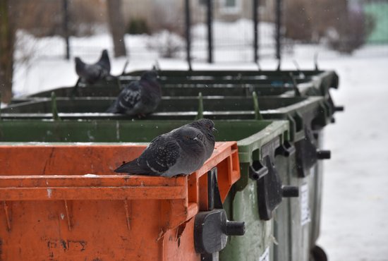 В Ревде и Дегтярске установят 500 новых контейнеров для сбора ТКО. Фото: Алексей Кунилов