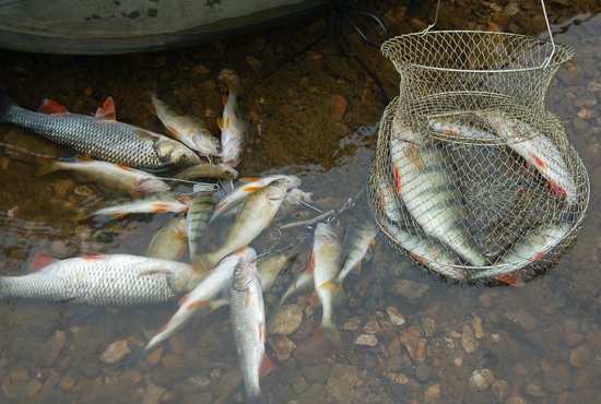 С 25 апреля вылов рыбы на ряде водоёмов запрещён. Фото: Валентин Тетерин