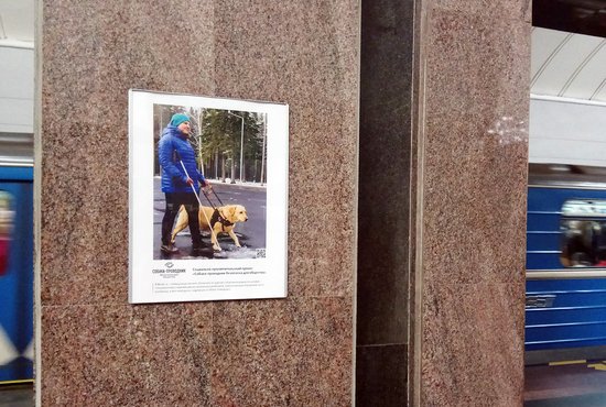 На каждой колонне метро размещены познавательные стенды с фотографиями и информацией о собаках-поводырях. Фото: департамент информполитики Свердловской области