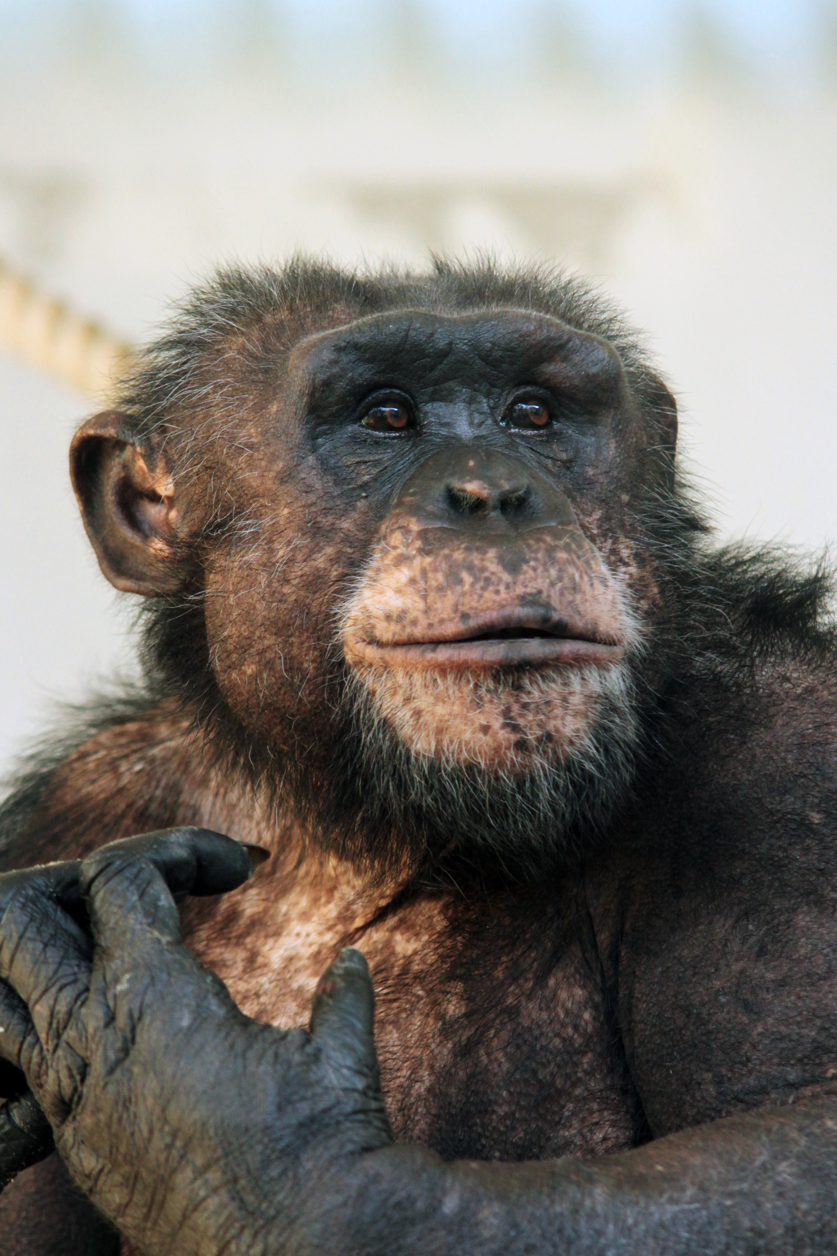 Артистичную обезьянку любят все. Фото: пресс-служба екатеринбургского зоопарка