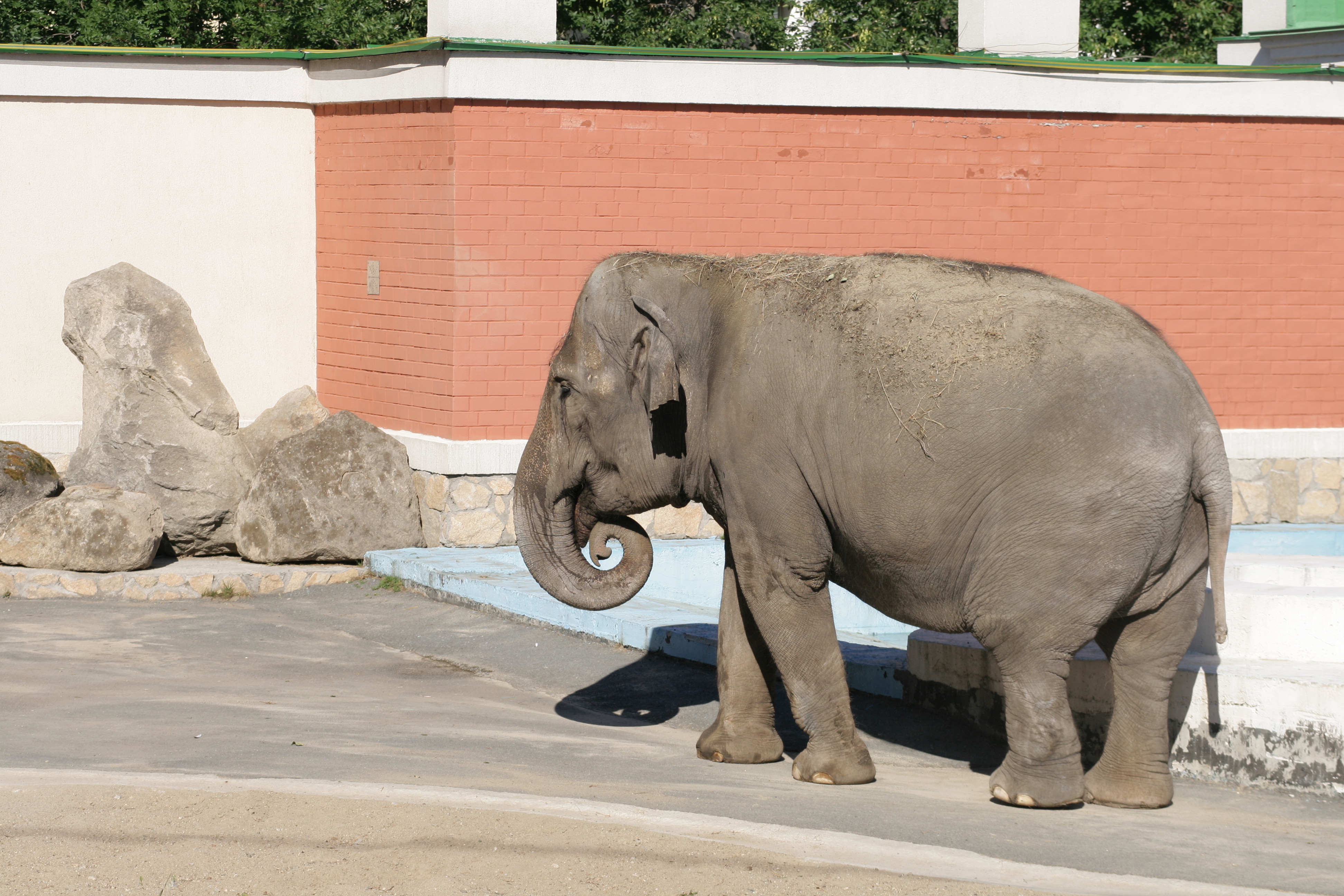 Слониха Даша - крупнейшее млекопитающее в зоопарке. Фото: пресс-служба екатеринбургского зоопарка