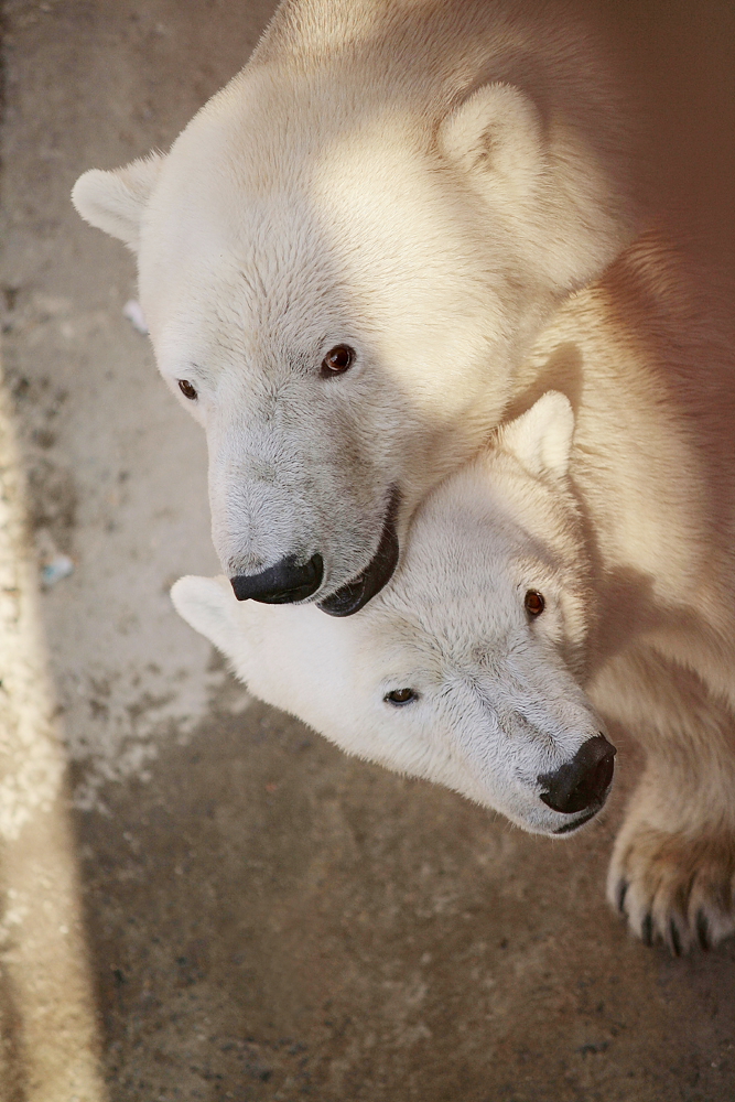 Белые медведи - давние жители зоопарка. Фото: пресс-служба екатеринбургского зоопарка