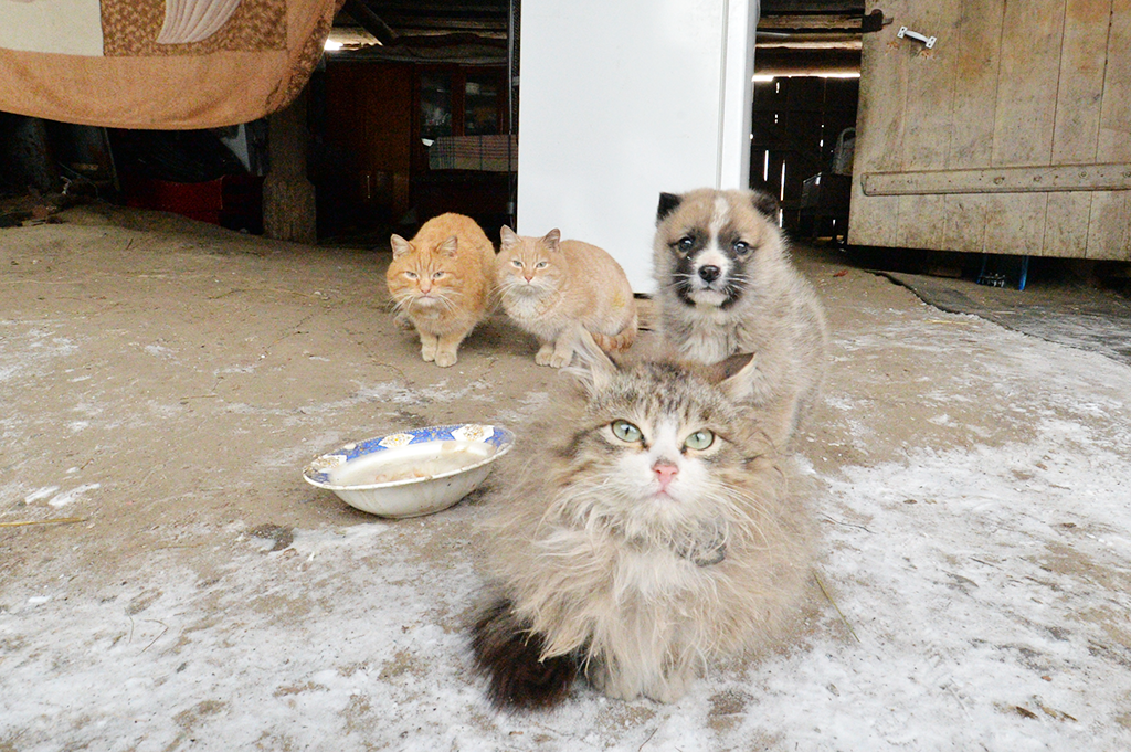 Два кота, кошка и щенок