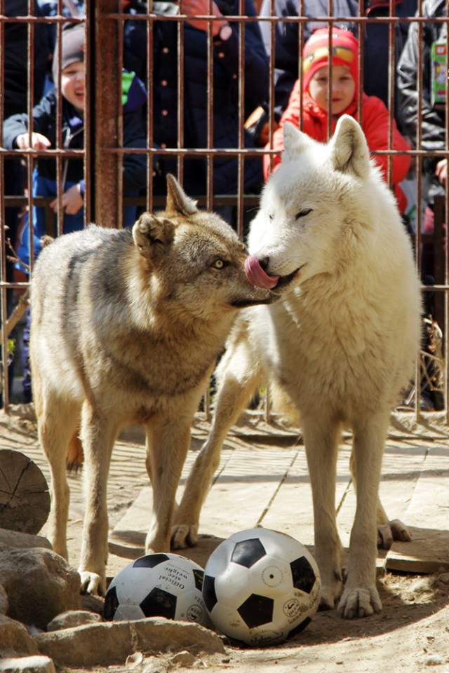 Не исключено, что волков любят в том числе за их эффектные имена. Фото: пресс-служба екатеринбургского зоопарка