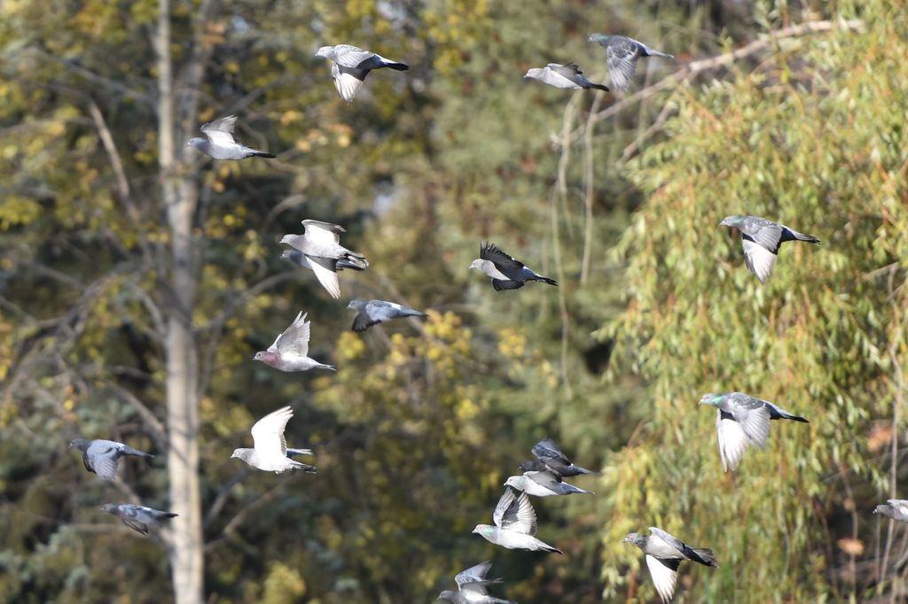 Осень в Екатеринбурге. Летящие голуби
